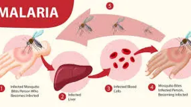 KLB malaria Rokan Hilir diperpanjang kesembilan kalinya